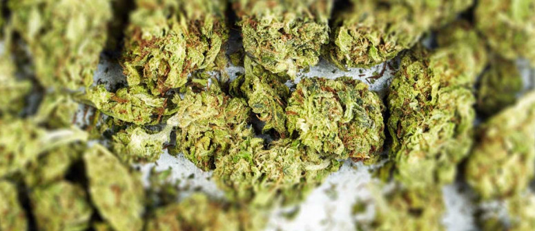 Can weed expire? How to detect whether weed is too dry or moldy Can weed expire? How to detect whether weed is too dry or moldy