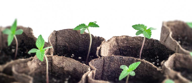 Top considerations for your first cannabis grow Top considerations for your first cannabis grow