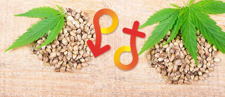 Feminized vs regular cannabis: Pros and cons Feminized vs regular cannabis: Pros and cons