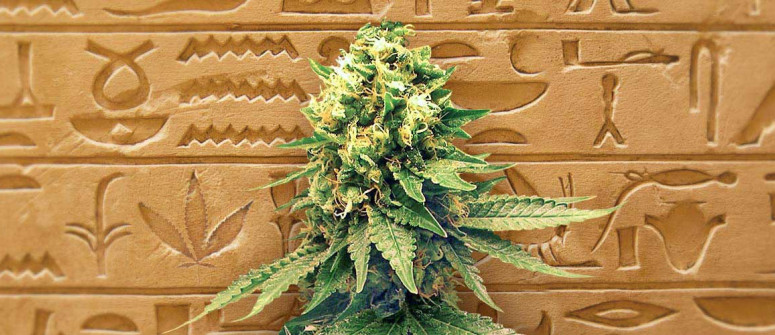 The history of autoflowering cannabis seeds The history of autoflowering cannabis seeds