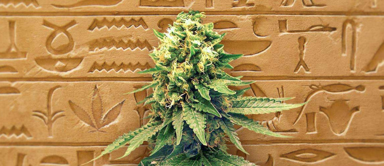 The history of autoflowering cannabis seeds