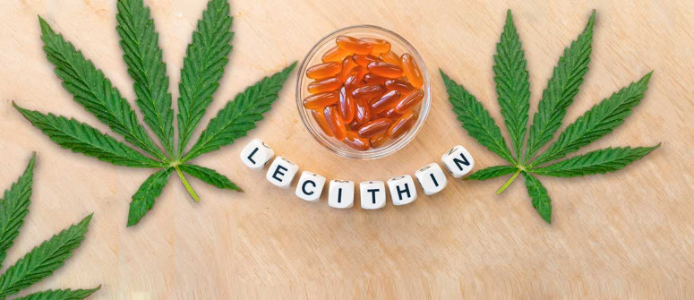lecithin in edibles