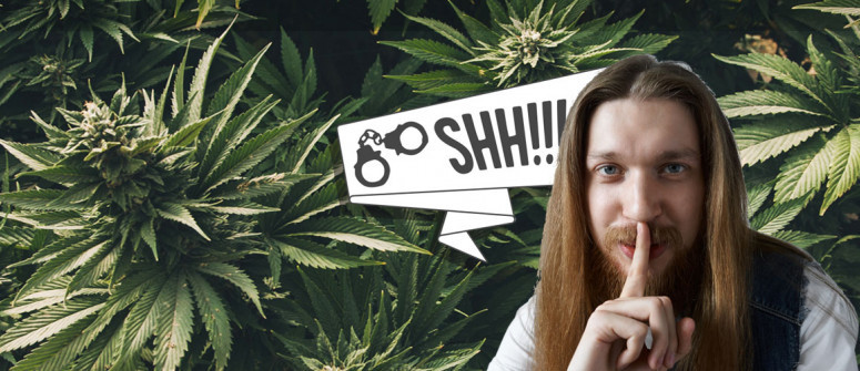 9 Conseils pour cultiver du cannabis aussi discrètement que possible