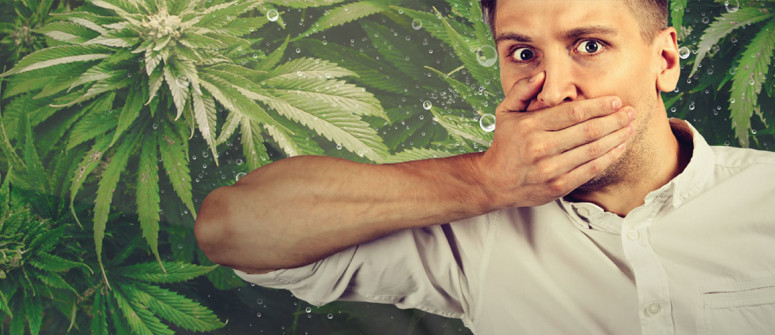 Can cannabis cure the hiccups?