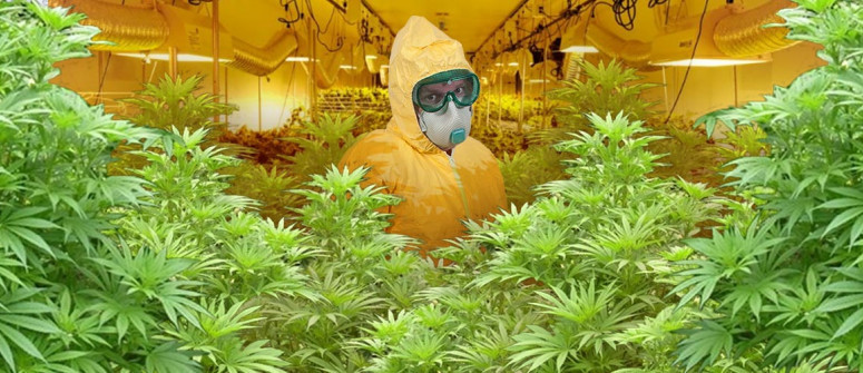 How and why to keep your grow room clean How and why to keep your grow room clean