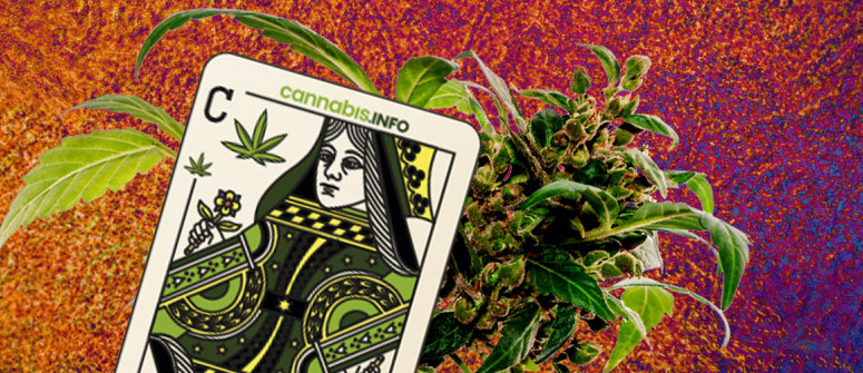 How to pick the perfect cannabis mother plant