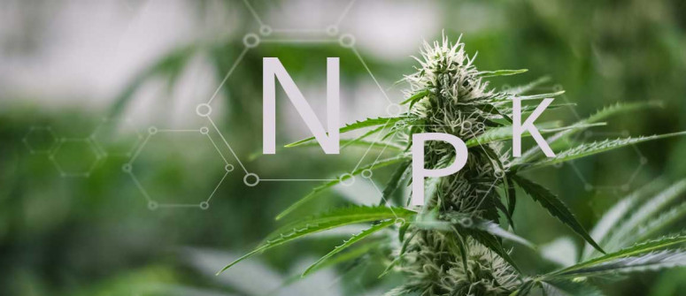 Entender el significado de NPK y su aplicación al cultivo del cannabis