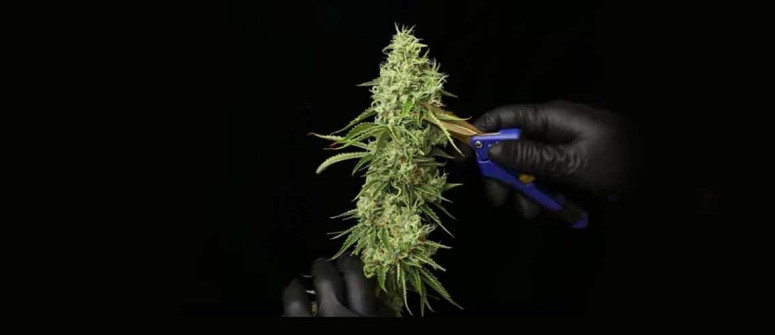How to trim cannabis buds: A complete guide How to trim cannabis buds: A complete guide