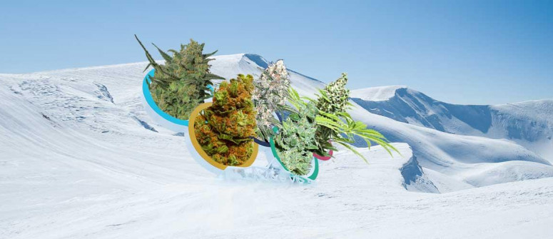 5 cannabis strains to go with 5 olympic sports