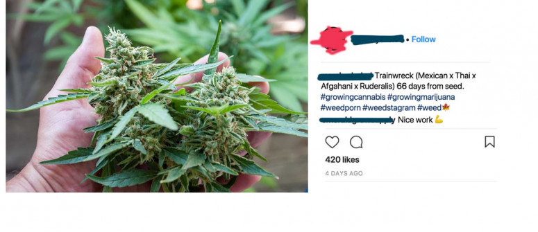 Weed and social media, what's smart and what's not? Weed and social media, what's smart and what's not?