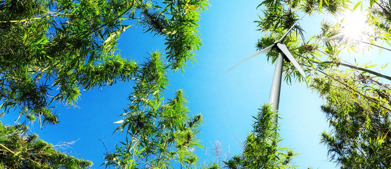 The carbon footprint of growing weed The carbon footprint of growing weed