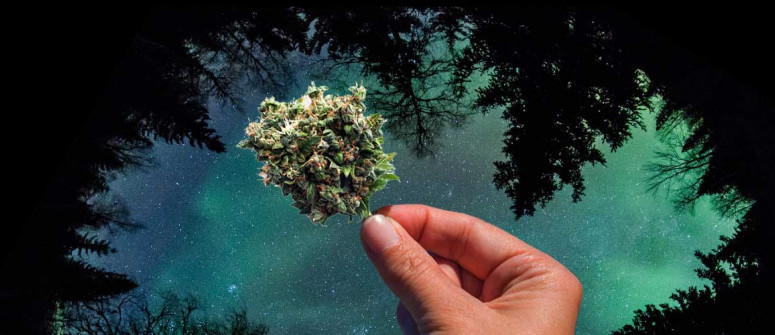 The origins of the northern lights strain