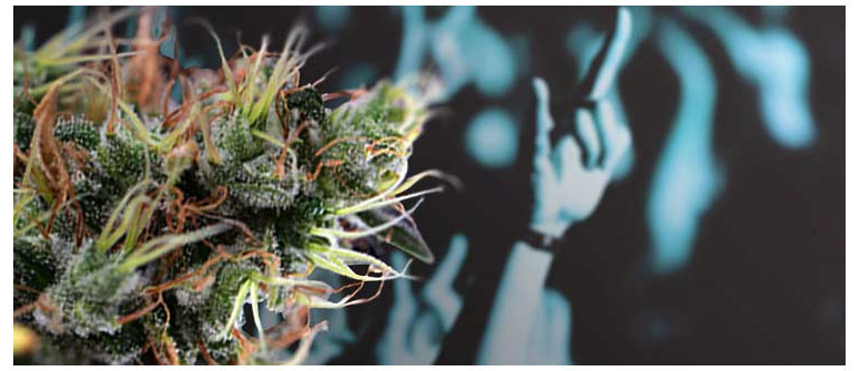 The origins of the diesel strain The origins of the diesel strain