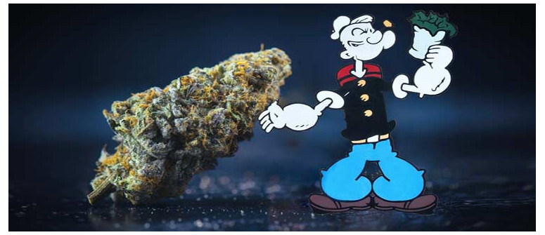 Popeye was a pothead