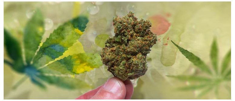 The origins of the skunk strain The origins of the skunk strain