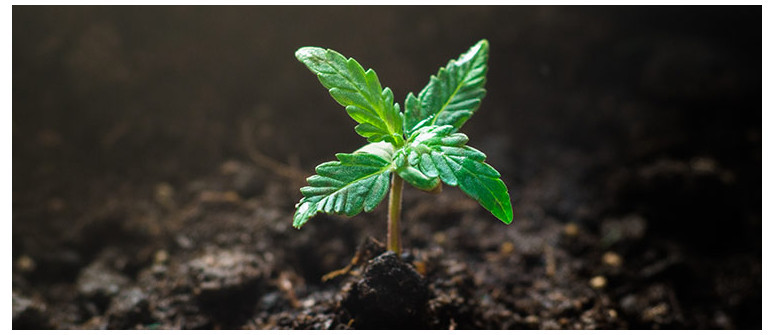 Growing vegan weed: an introduction to veganic gardening