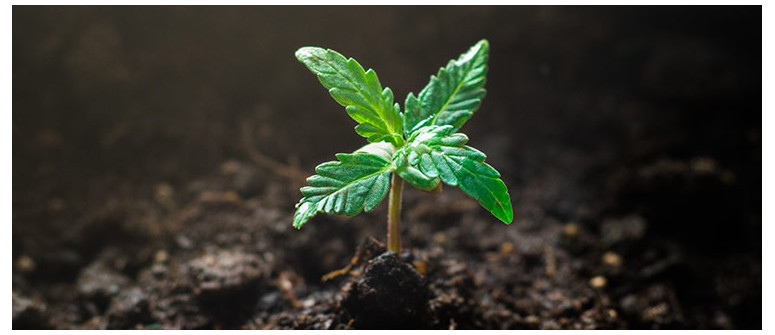 Growing vegan weed: an introduction to veganic gardening Growing vegan weed: an introduction to veganic gardening