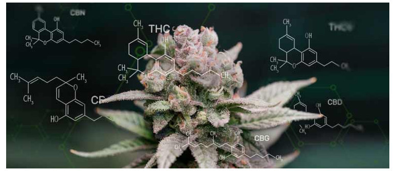 Top 10 most important cannabinoids in cannabis