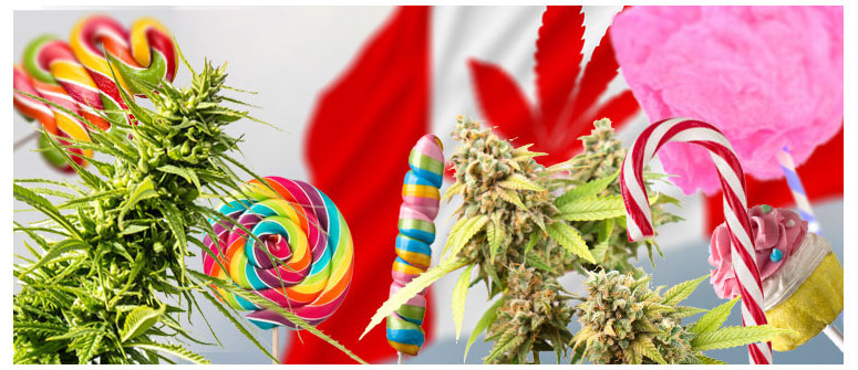 10 variétés de ganja qui peuvent êtres bannies au Canada 10 variétés de ganja qui peuvent êtres bannies au Canada