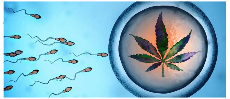 How does cannabis affect male and female fertility?