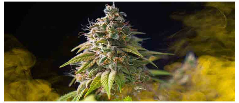 10 tips to grow smellier and tastier marijuana buds