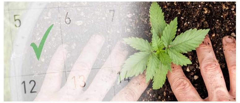 Quel est le meilleur moment pour commencer à cultiver du cannabis en extérieur ?