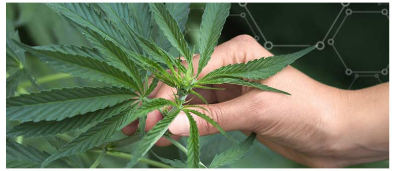 Quelle est la quantité minimale d'engrais nécessaire pour cultiver du cannabis en extérieur ?
