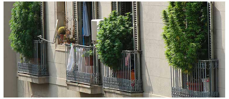 7 tips for growing great weed on your balcony or terrace