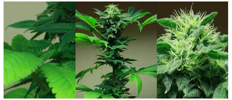 J'ai oublié quand le plant est pasé en floraison. Que faire ? J'ai oublié quand le plant est pasé en floraison. Que faire ?