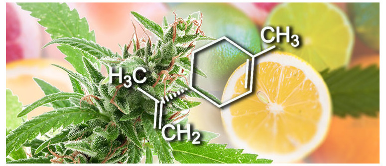 Terpene profile: limonene