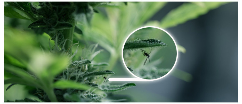 Des mouches noires sur les plants de cannabis. Que faire ?