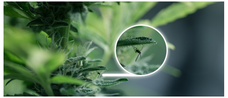 Black flies around and on cannabis plants. What to do? Black flies around and on cannabis plants. What to do?