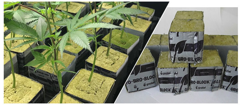 How to grow cannabis in Rockwool