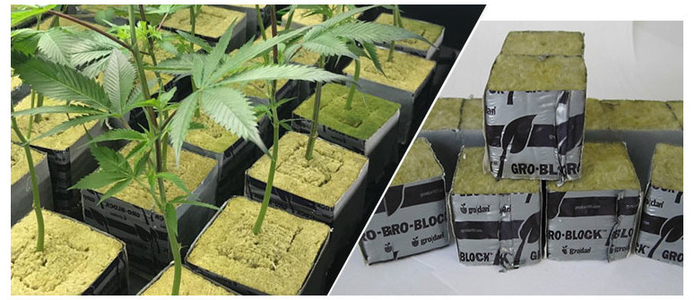 How to grow cannabis in Rockwool How to grow cannabis in Rockwool