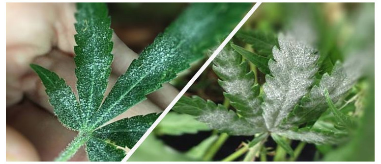 What to do about powdery mildew? Ask our grower