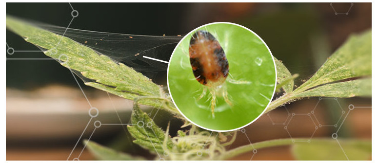 Ácaros en mis plantas. ¿Y ahora qué?