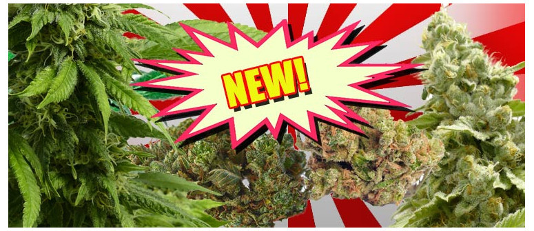 New strains online: doctor jamaica, darkstar kush, and more