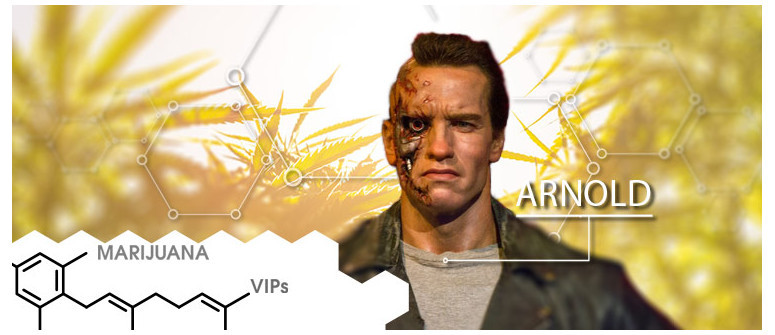 VIP de la marihuana: Arnold Schwarzenegger