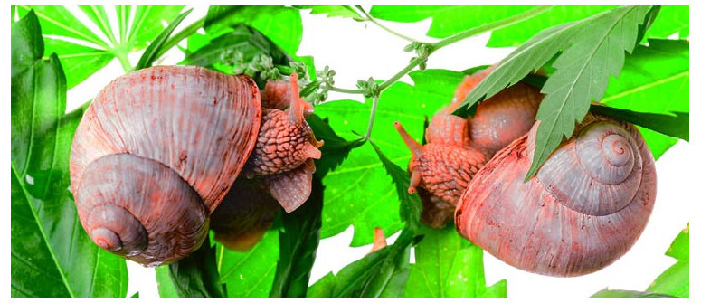 How to protect your cannabis plants from slugs and snails How to protect your cannabis plants from slugs and snails