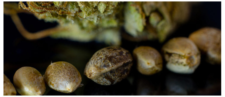 How to stabilize your own cannabis seeds