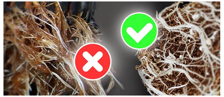 How to deal with root rot in cannabis plants