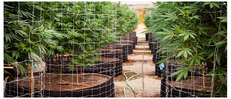 The fine art of trellising your marijuana plants