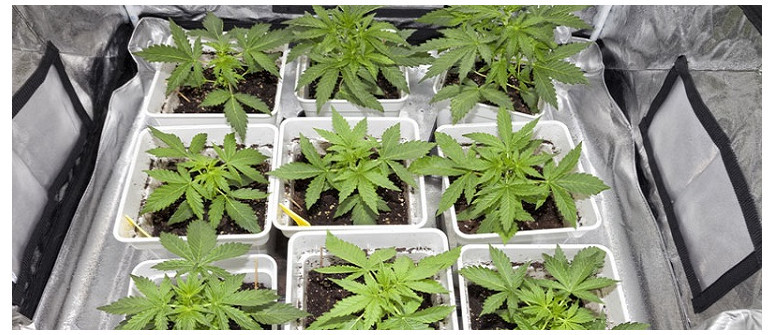 How many weed plants can you grow per square metre?