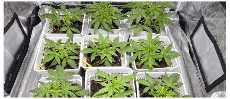 How many weed plants can you grow per square metre? How many weed plants can you grow per square metre?