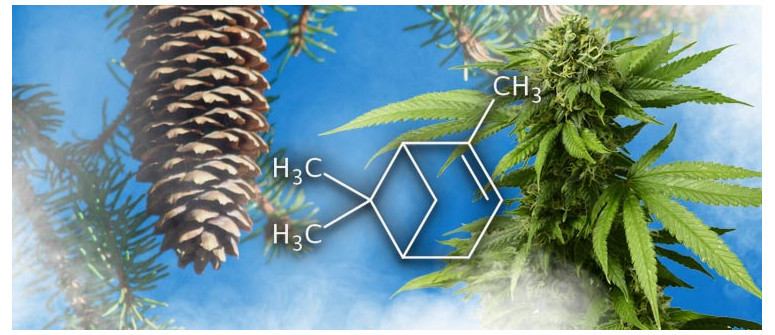 Perfil de terpenos: Pineno Perfil de terpenos: Pineno