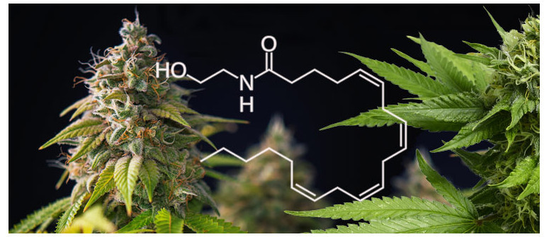 Qu’est Ce Que l’Anandamide Et Comment Aide t-Elle Les Consommateurs De Cannabis ?