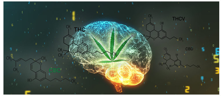 What is clinical endocannabinoid deficiency?