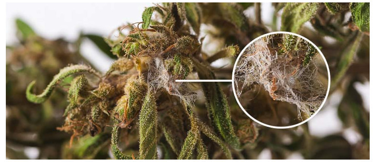 Mouldy weed: How to identify, avoid, and treat it