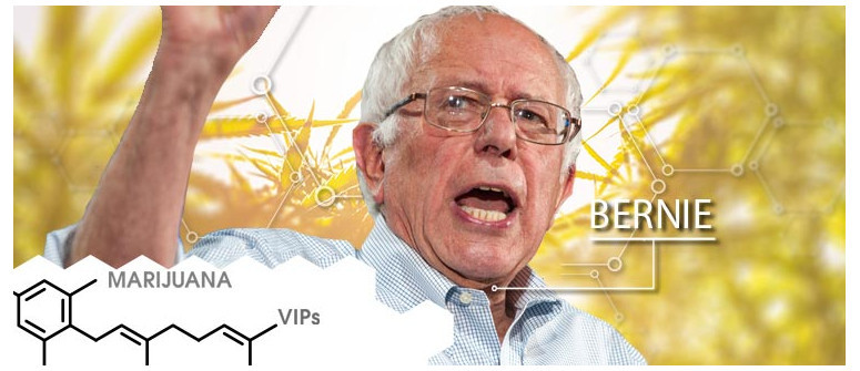 VIP de la marihuana: Bernie Sanders