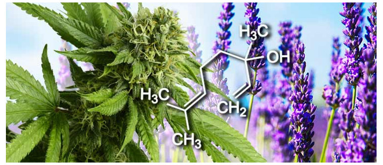 Hemp flower terpenes with effects and benefits